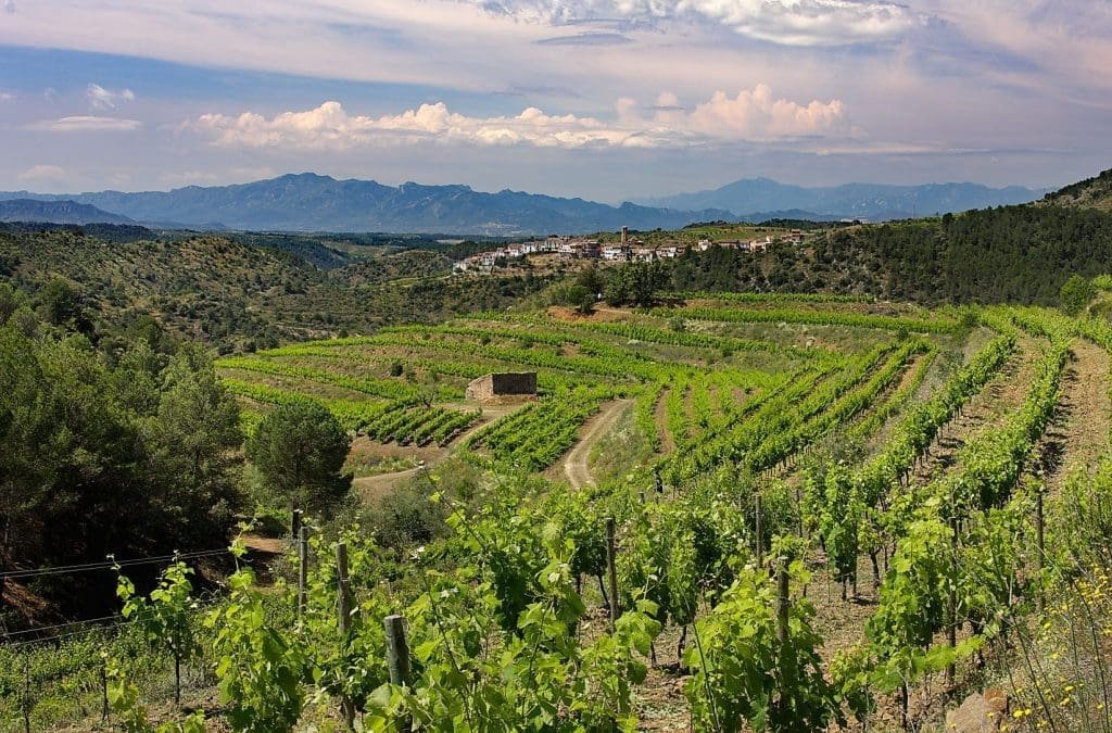 Vineyard near Barcelona in Priorat