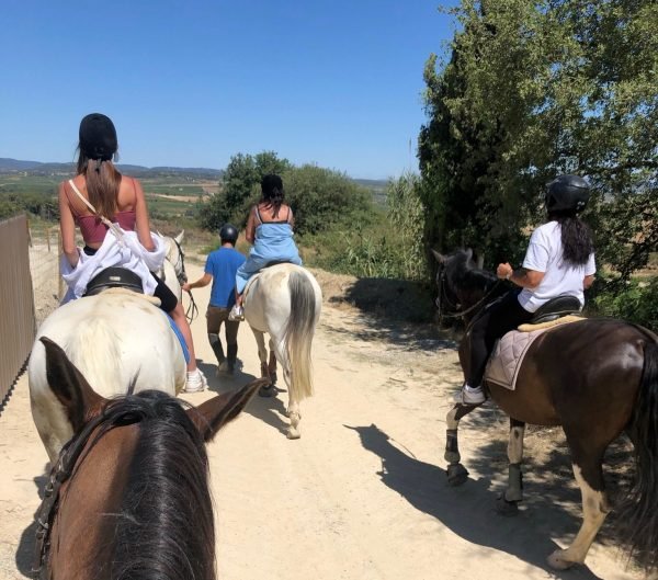 horse ride through vineyards