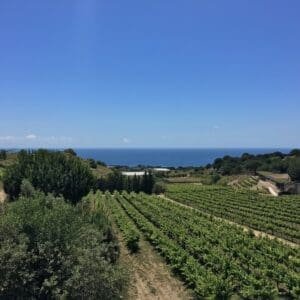 Visit to a winery in Alella with sea views