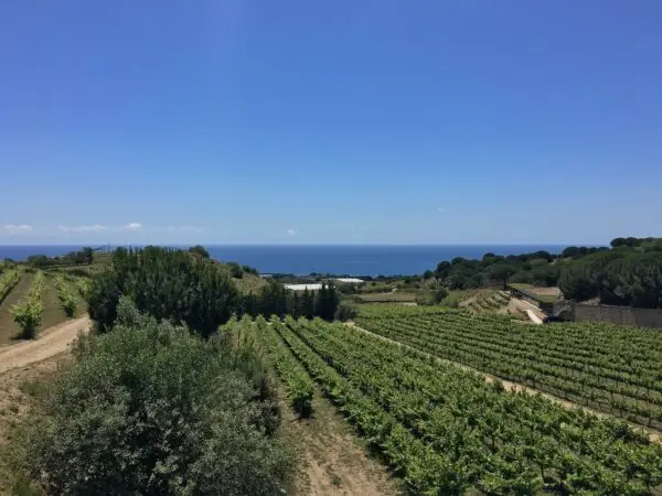 Visita bodega en Alella con vistas al mar