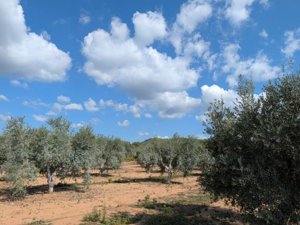 olive oil mill in catalonia