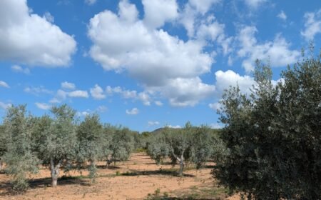 almazara en cataluña