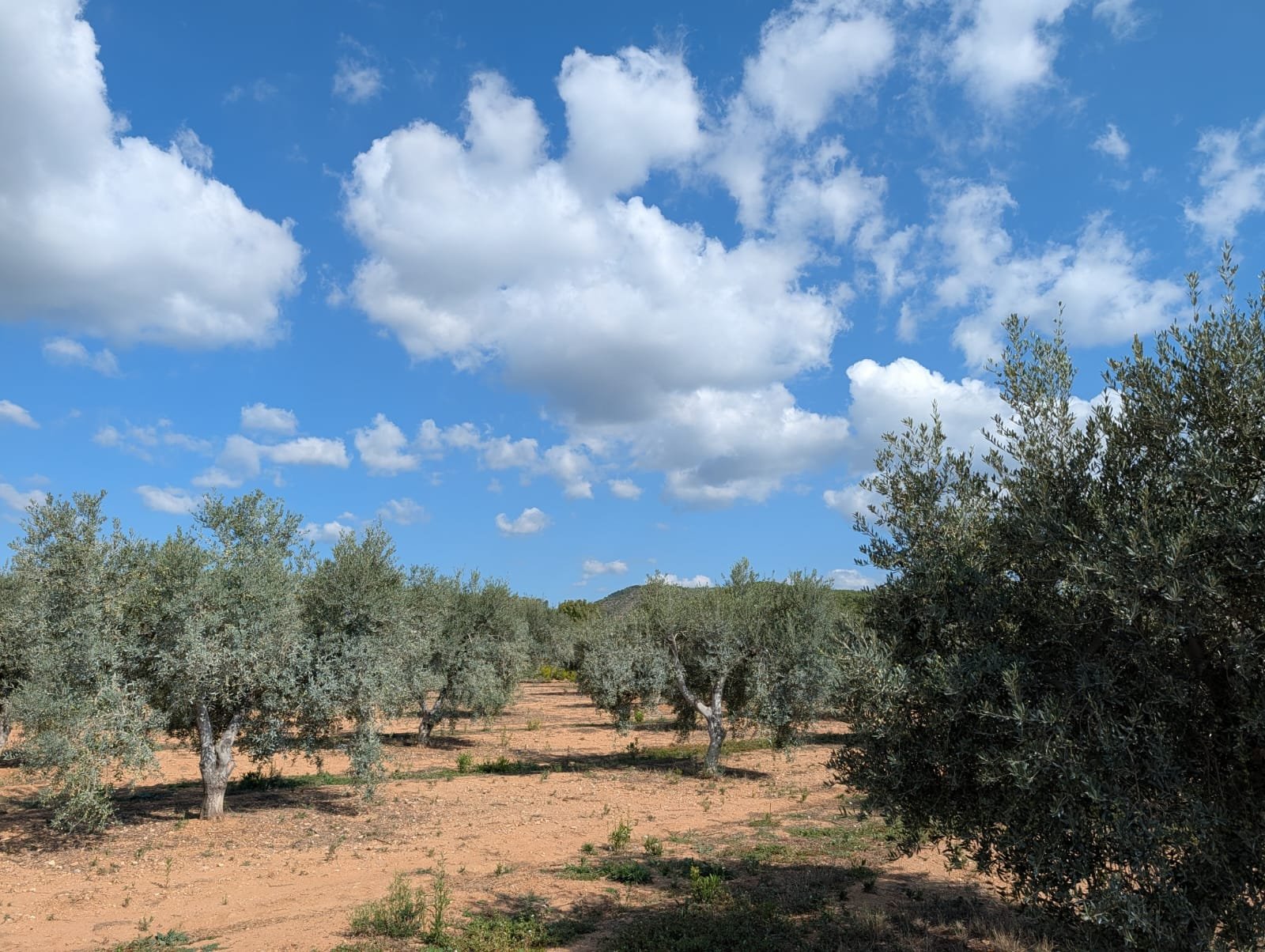 olive oil mill in catalonia