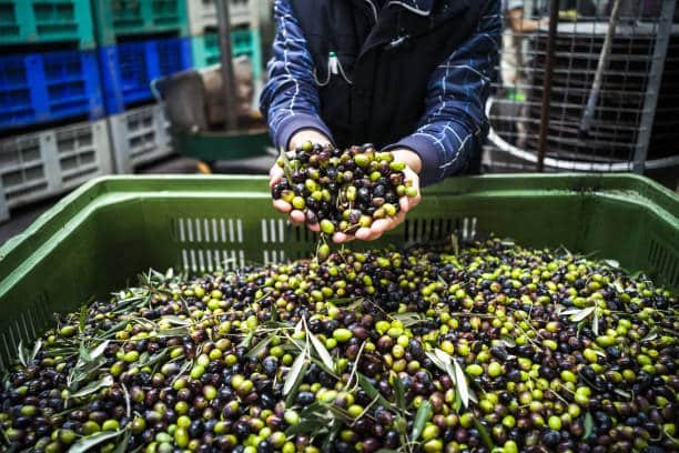 arbequina olive oil in catalonia